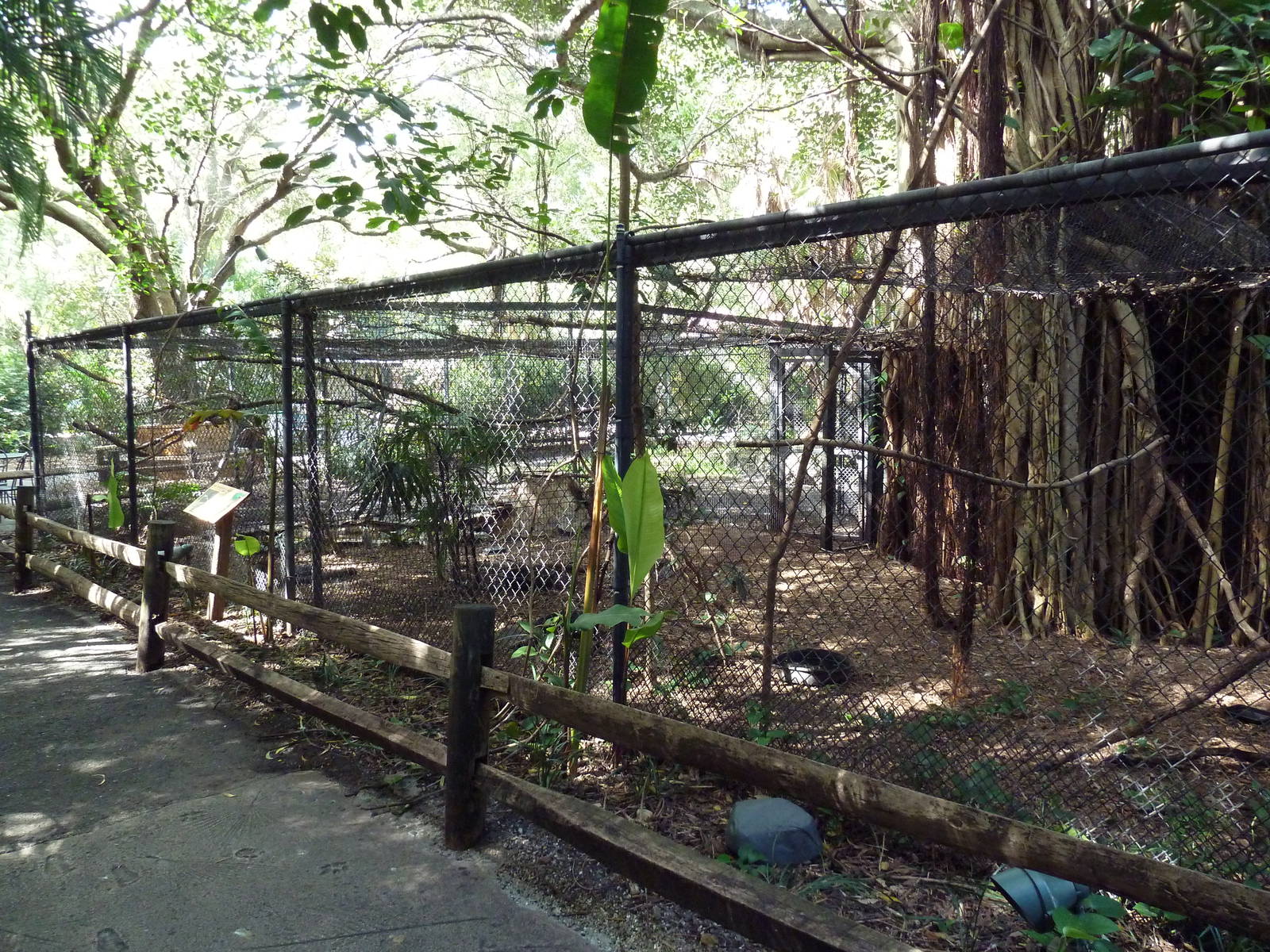 New Guinea Masked Lapwing Exhibit