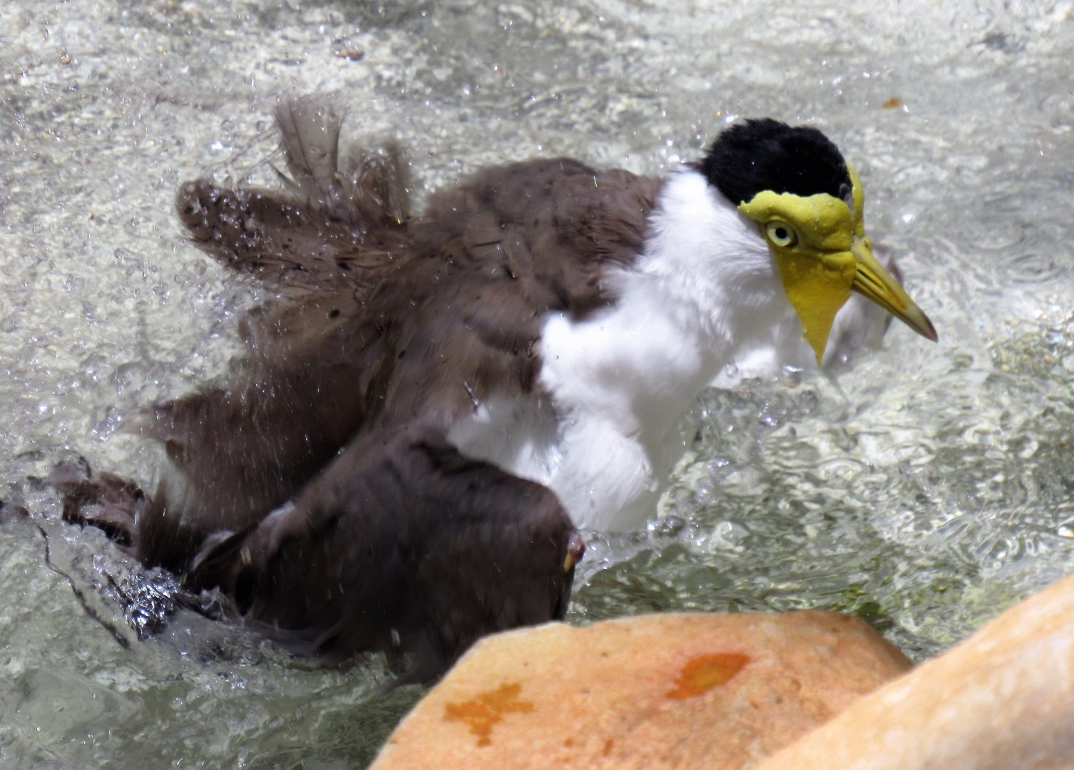New Guinea Masked Lapwing