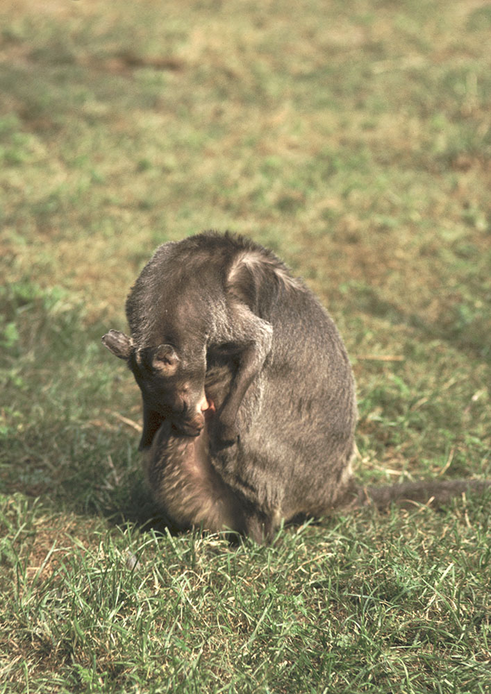 New Guinea mountain wallaby 1973