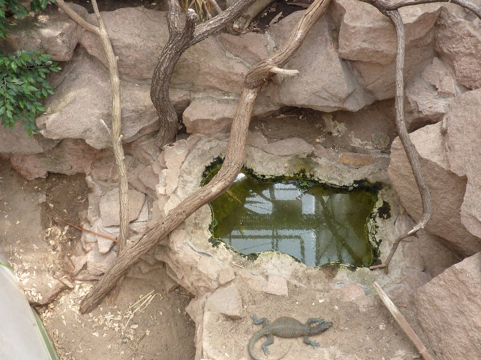 New Guinea Pacific monitor (Blue-tailed monitor) enclosure