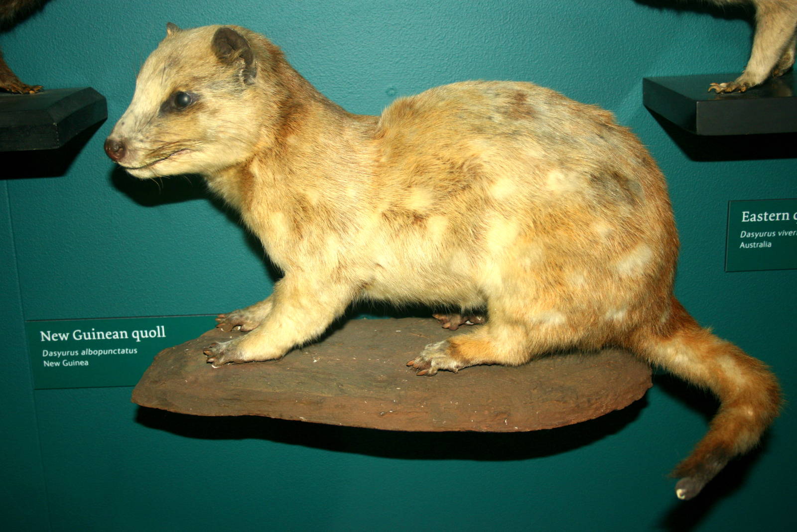 New Guinea quoll; Tring; 29th December 2011