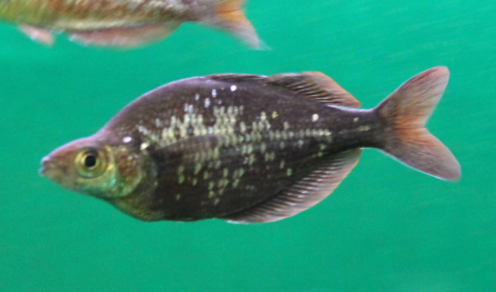 New Guinea red rainbowfish