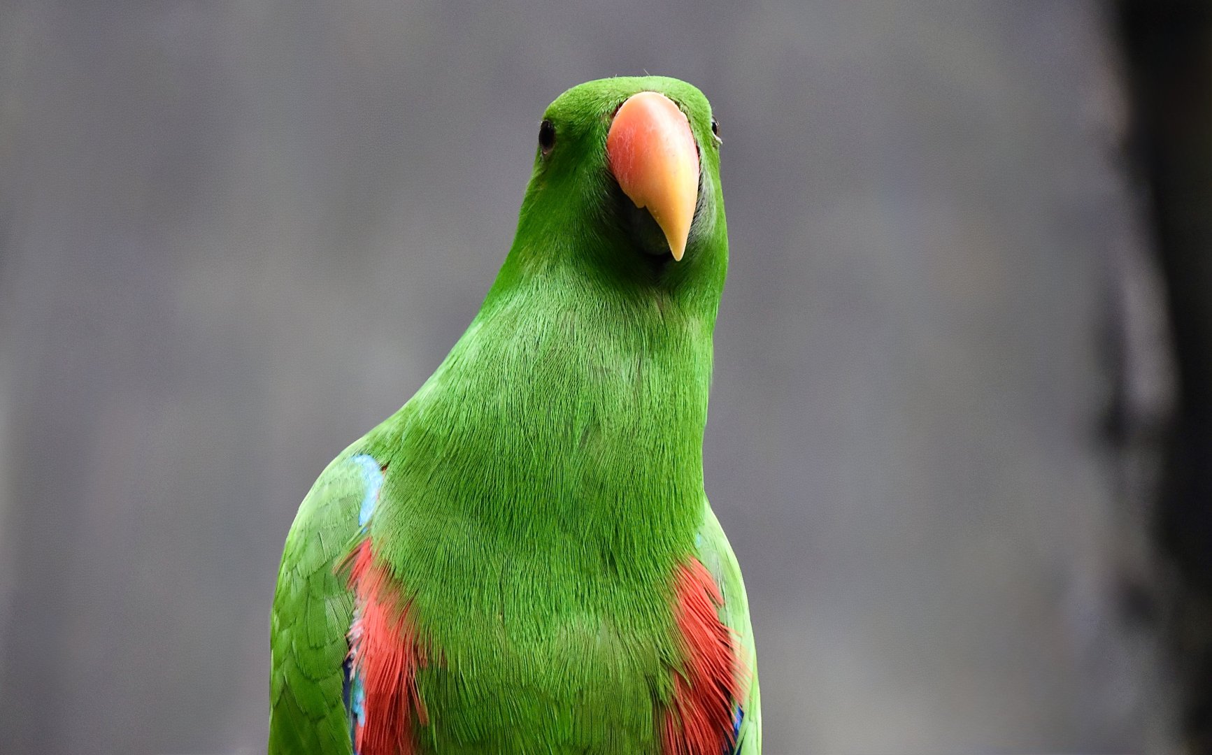 New Guinea red-sided eclectus parrot (Eclectus polychloros polychloros) male