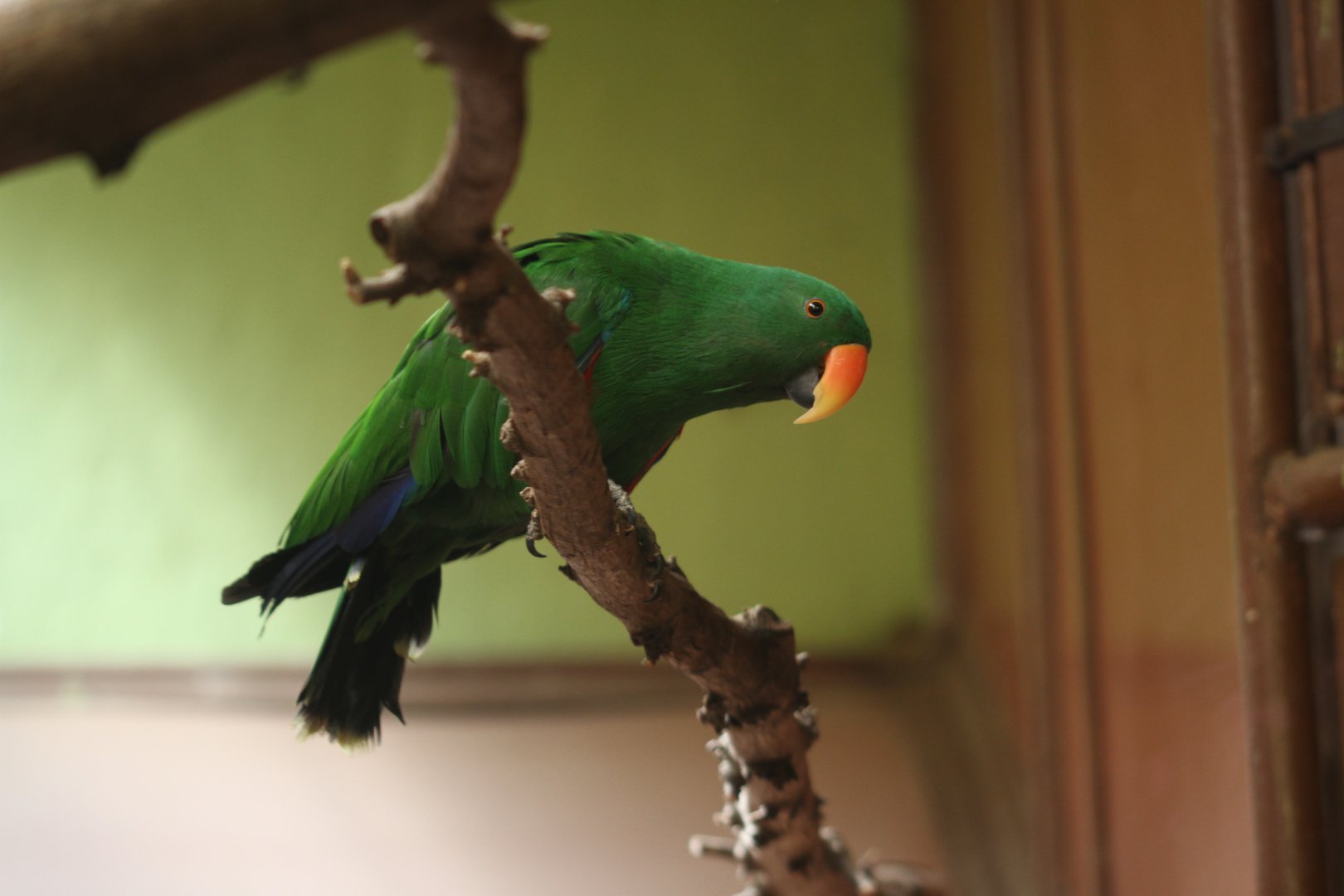 New Guinea red-sided eclectus parrot (Eclectus roratus polychloros)
