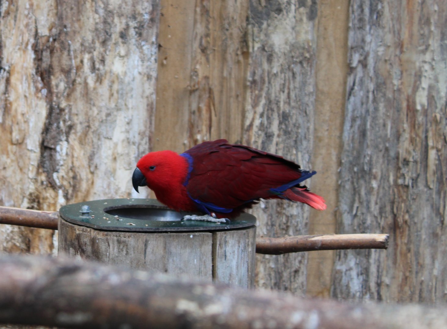 New Guinea red-sided eclectus parrot - female