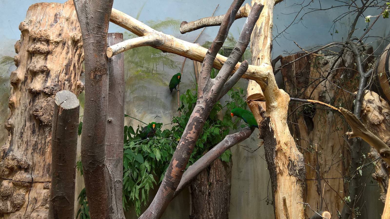 New Guinea red-sided eclectus parrot