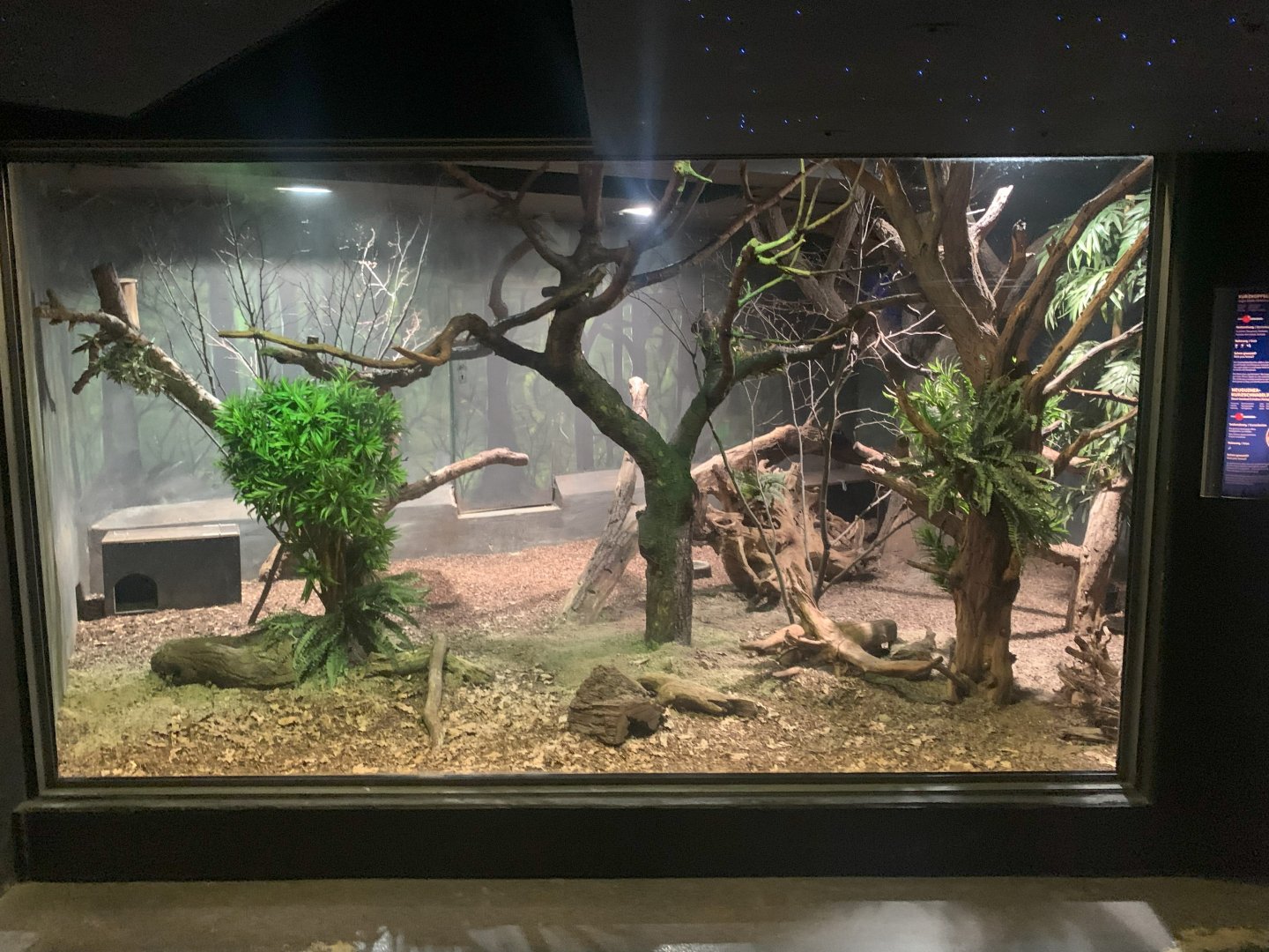 New Guinea Short-beaked Echidna and Sugar Glider enclosure