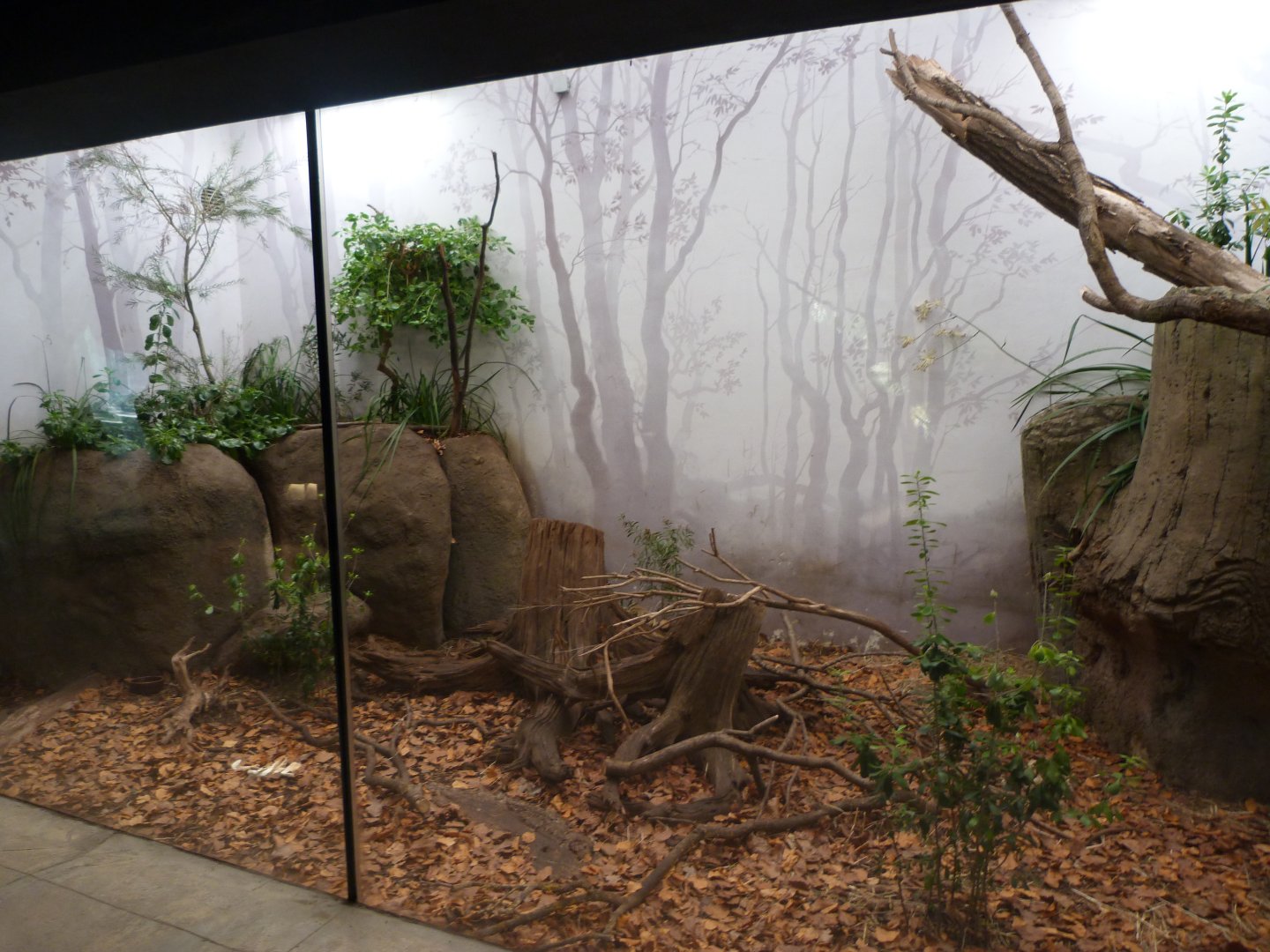 New Guinea short-beaked echidna and Tasmanian long-nosed potoroo exhibit -Zoo Praha (2025)