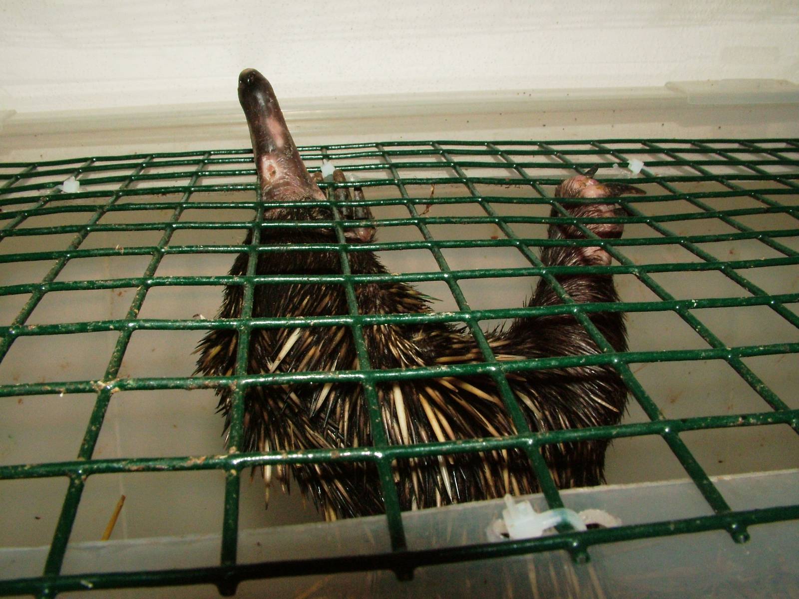 New Guinea Short-beaked Echidna Off-show at Prague Terrarium, 26/08/12