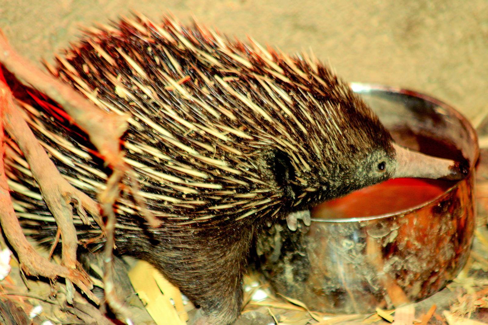 New Guinea short-beaked echidna; RSCC; 20th July 2014