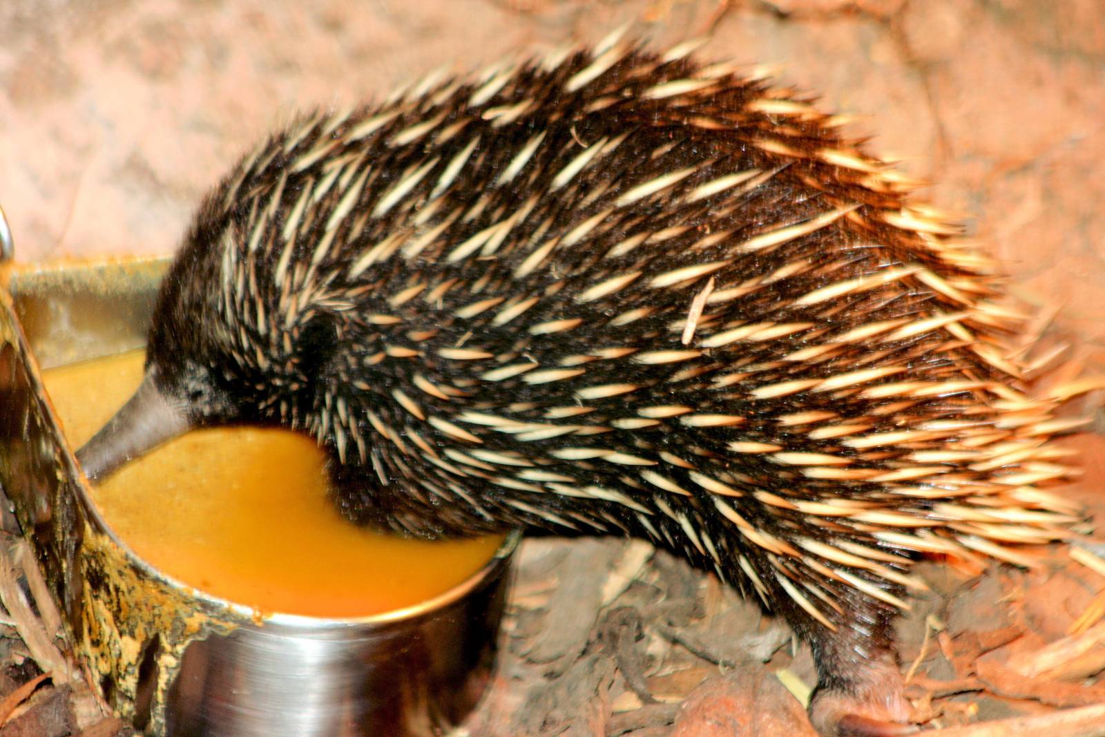 New Guinea short-beaked echidna; RSCC; 5th April 2014