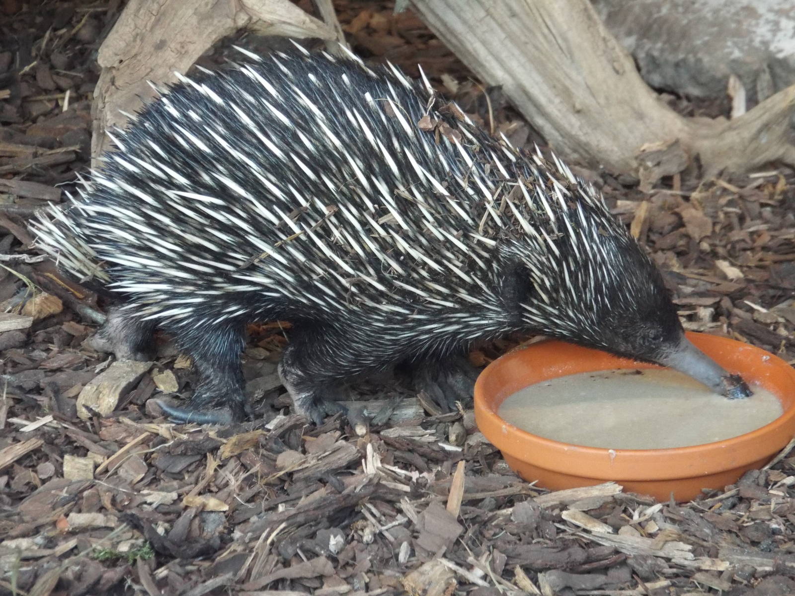 New Guinea Short-beaked Echidna (Tachyglossus aculeatus lawesii) at Tierpar