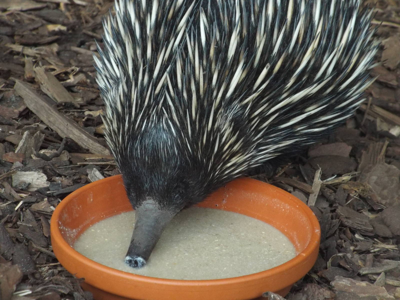 New Guinea Short-beaked Echidna (Tachyglossus aculeatus lawesii) at Tierpar