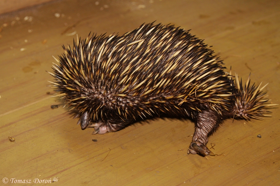 New Guinea Short-beaked Echidna (Tachyglossus aculeatus lawesii)