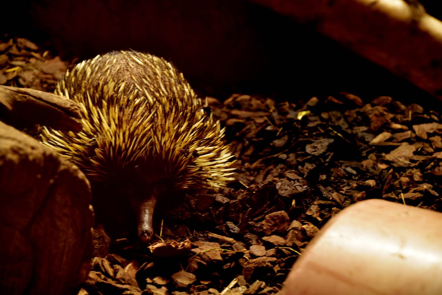 New Guinea short-beaked echidna (Tachyglossus aculeatus lawesii)