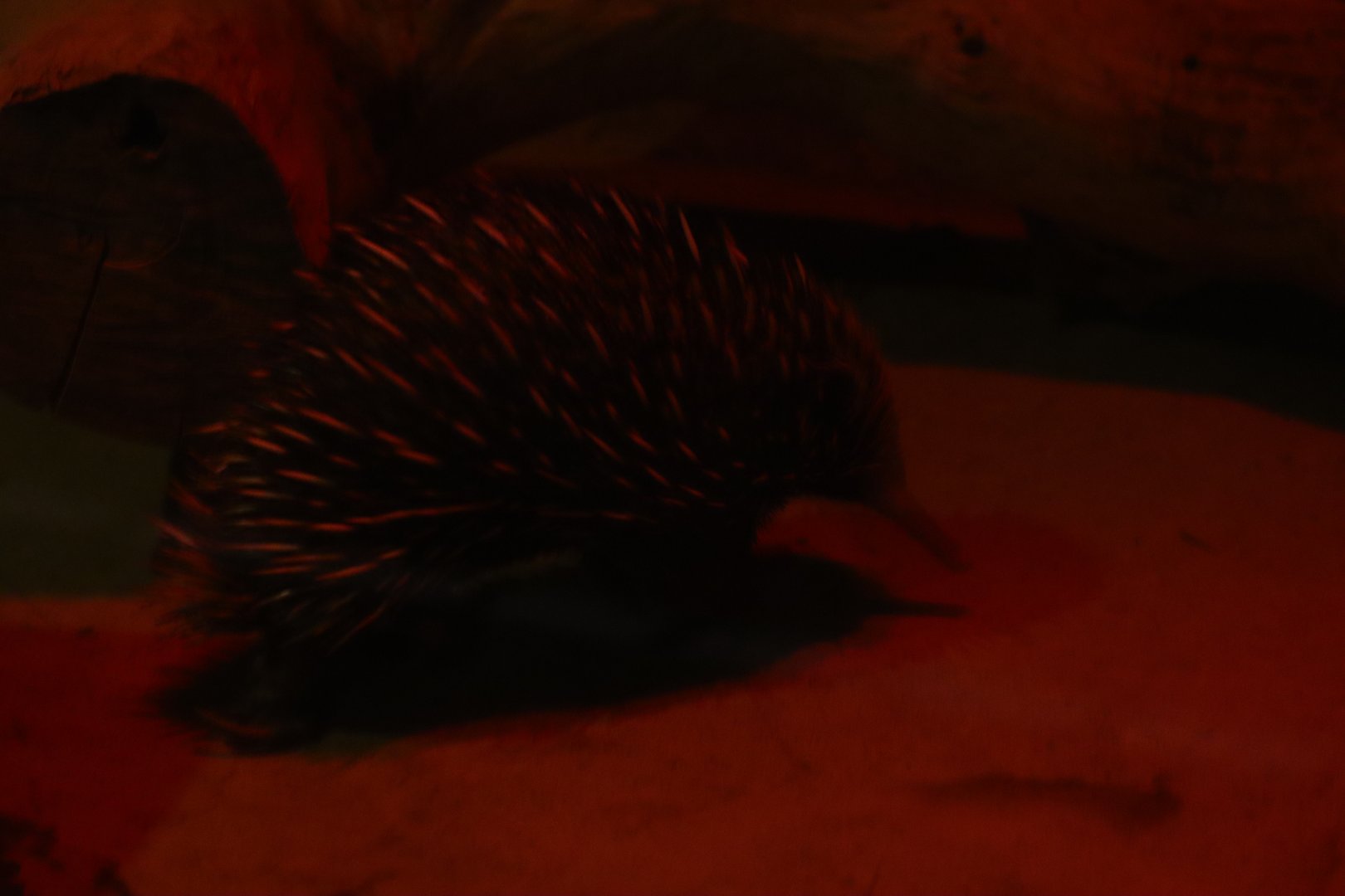 New Guinea short-beaked echidna (Tachyglossus aculeatus lawesii)