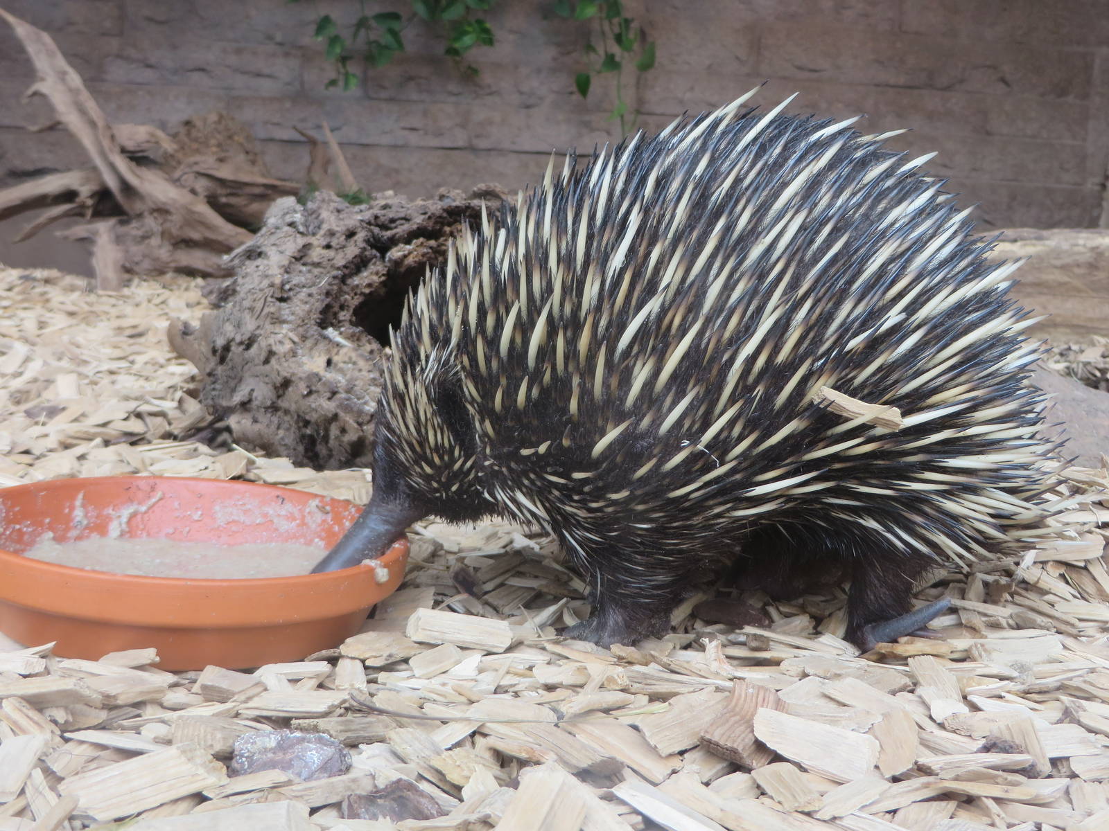 New guinea short-beaked echidna