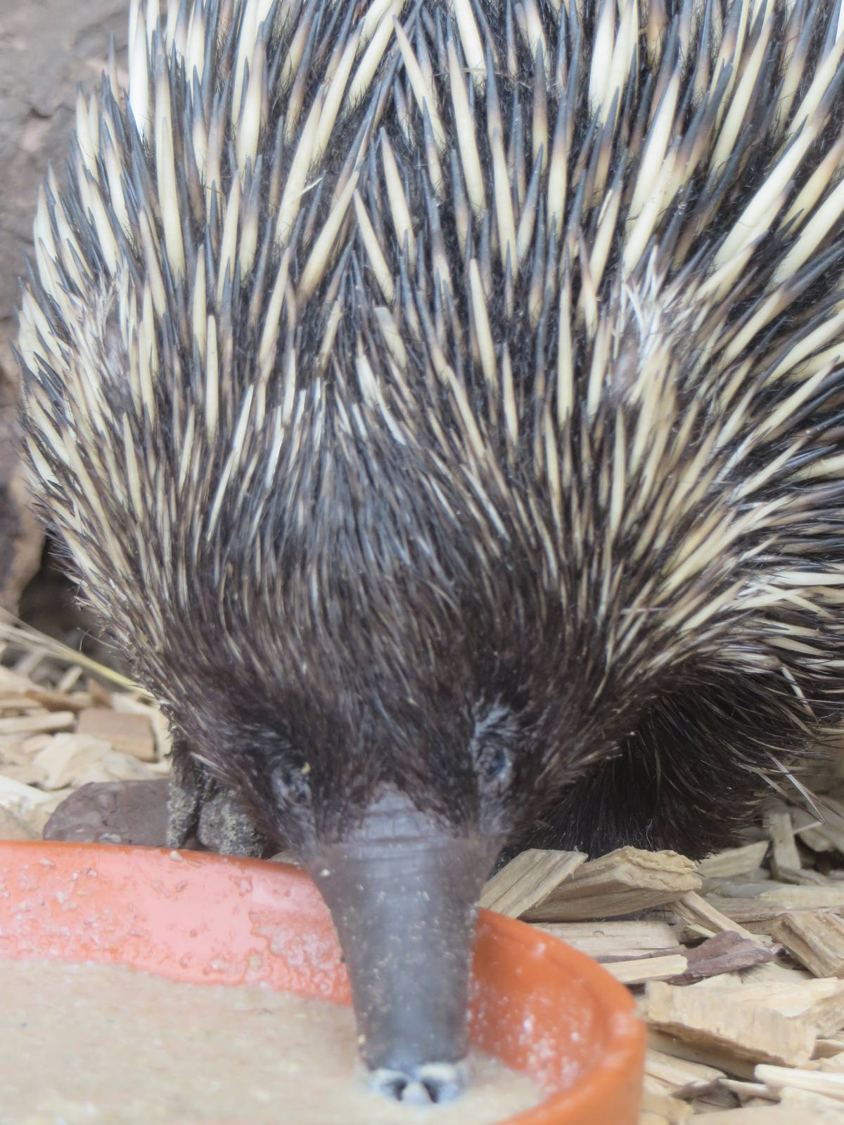 New guinea short-beaked echidna
