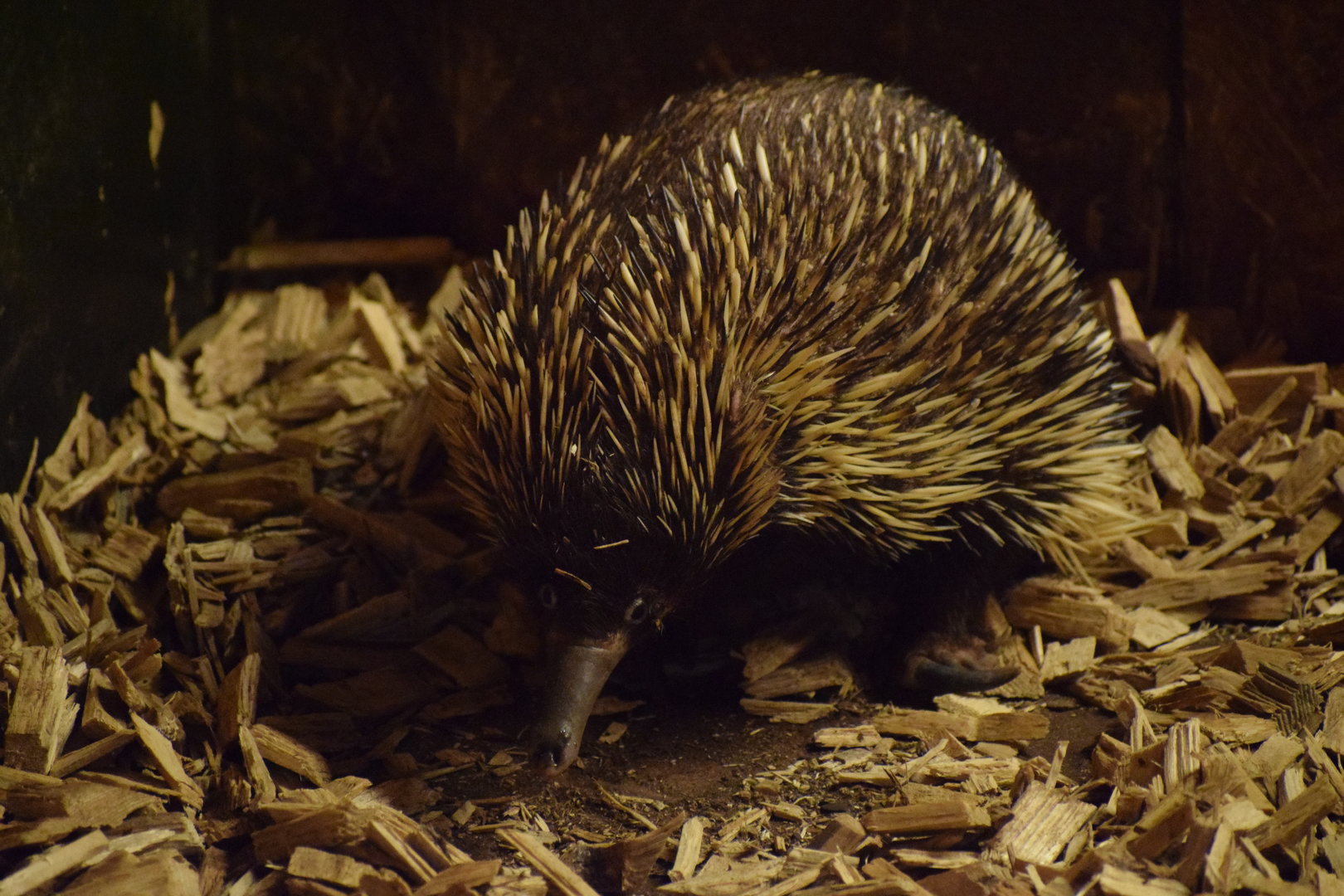 New Guinea short-beaked echidna