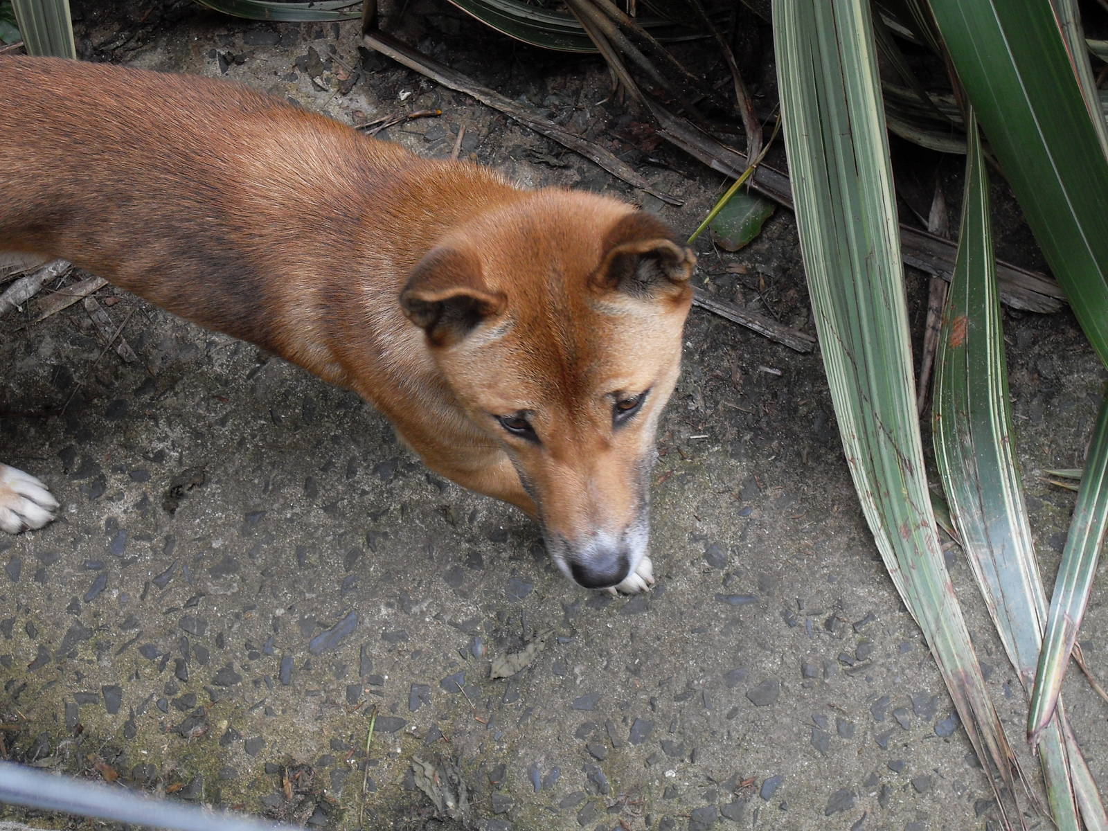new guinea singing dog 07/10