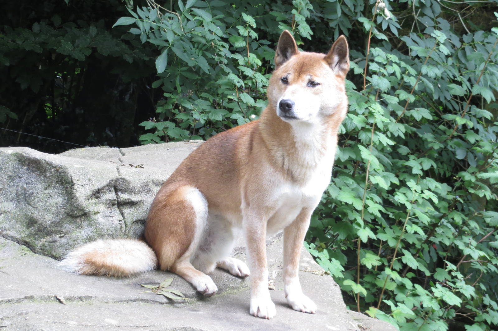 New Guinea Singing Dog 090815
