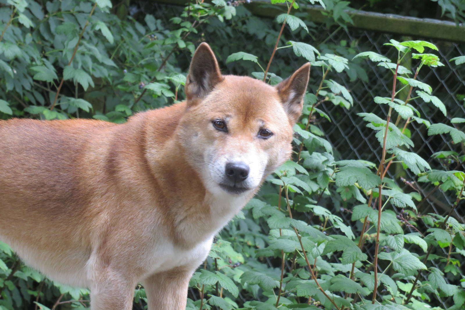 New Guinea Singing Dog 090815