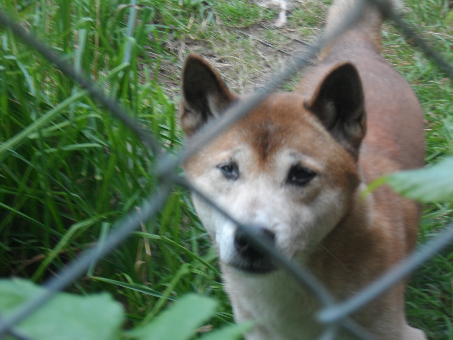 New Guinea Singing Dog - 1/9/20