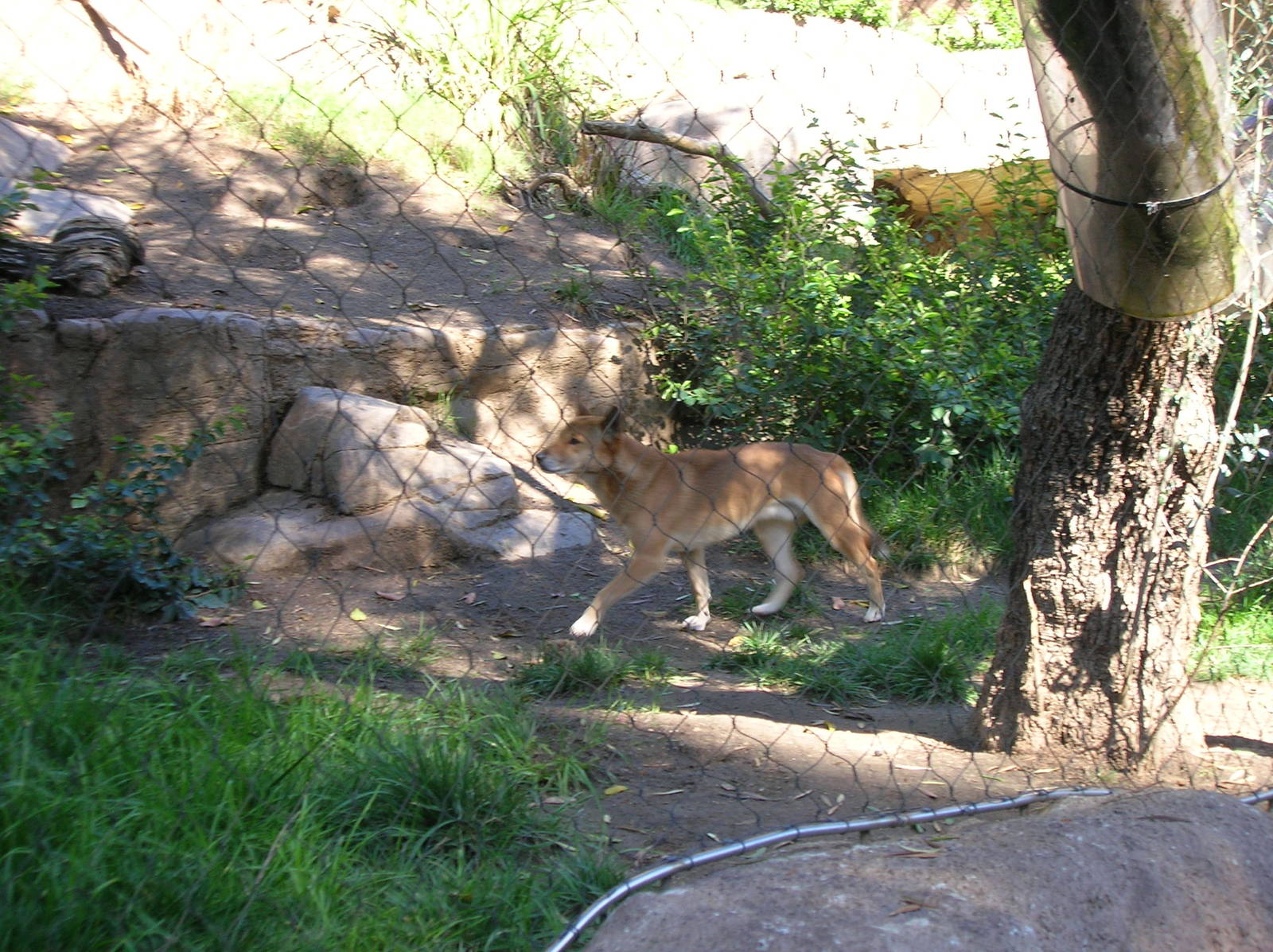 New Guinea Singing Dog 2-10-09