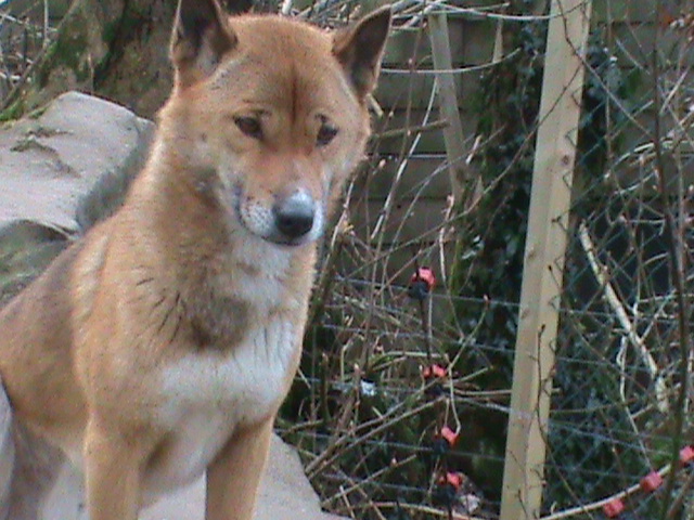 new guinea singing dog 200211