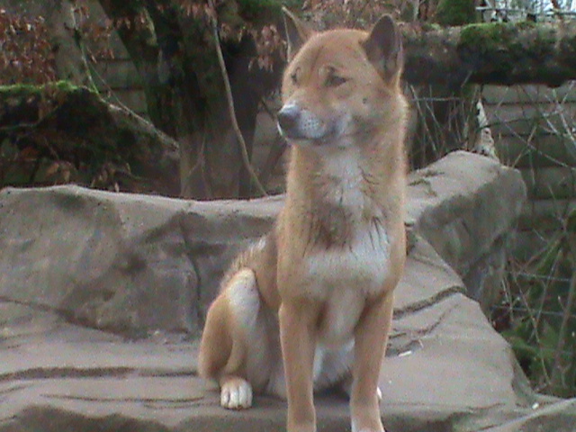 new guinea singing dog 200211