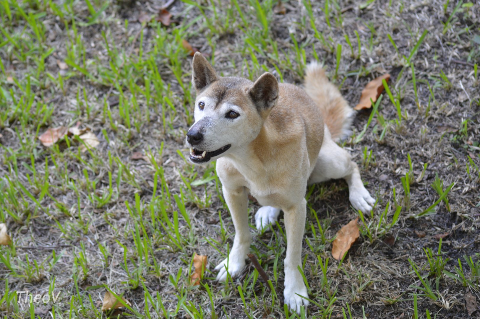 New Guinea singing dog [2017]