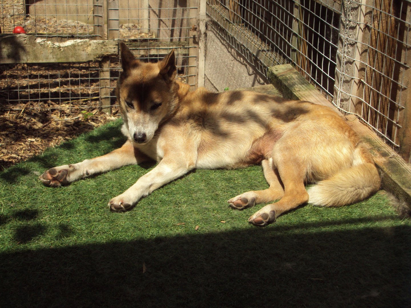 New Guinea Singing Dog 29/06/2019