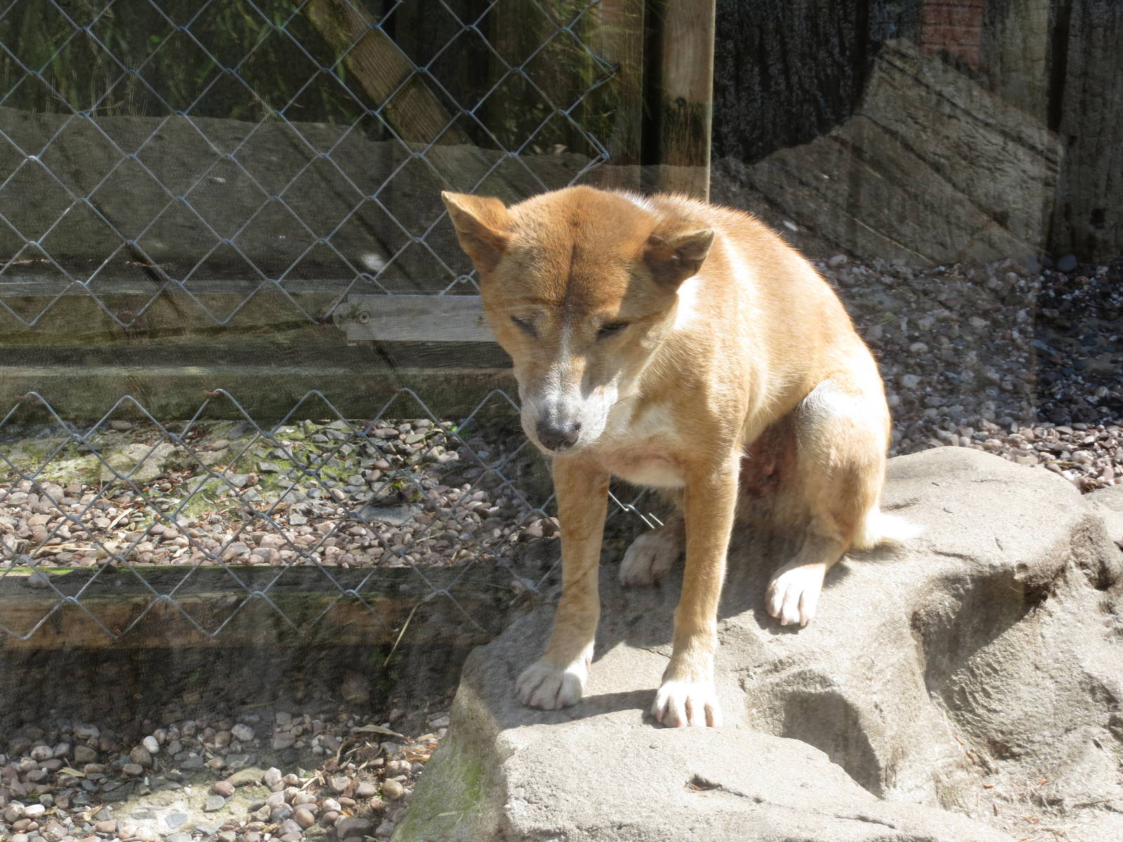 New Guinea Singing Dog 300513