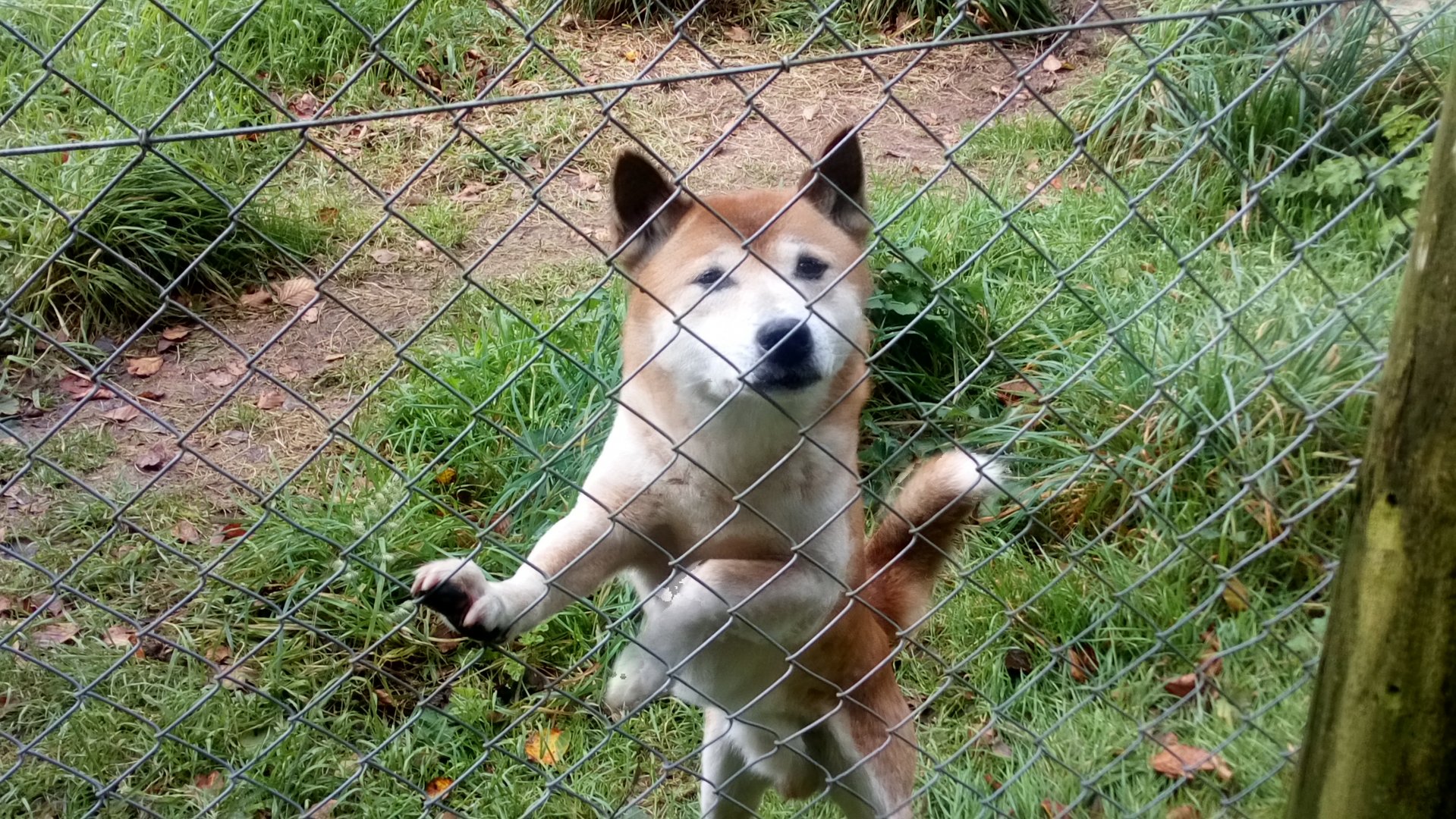 New Guinea Singing Dog 8/10/20