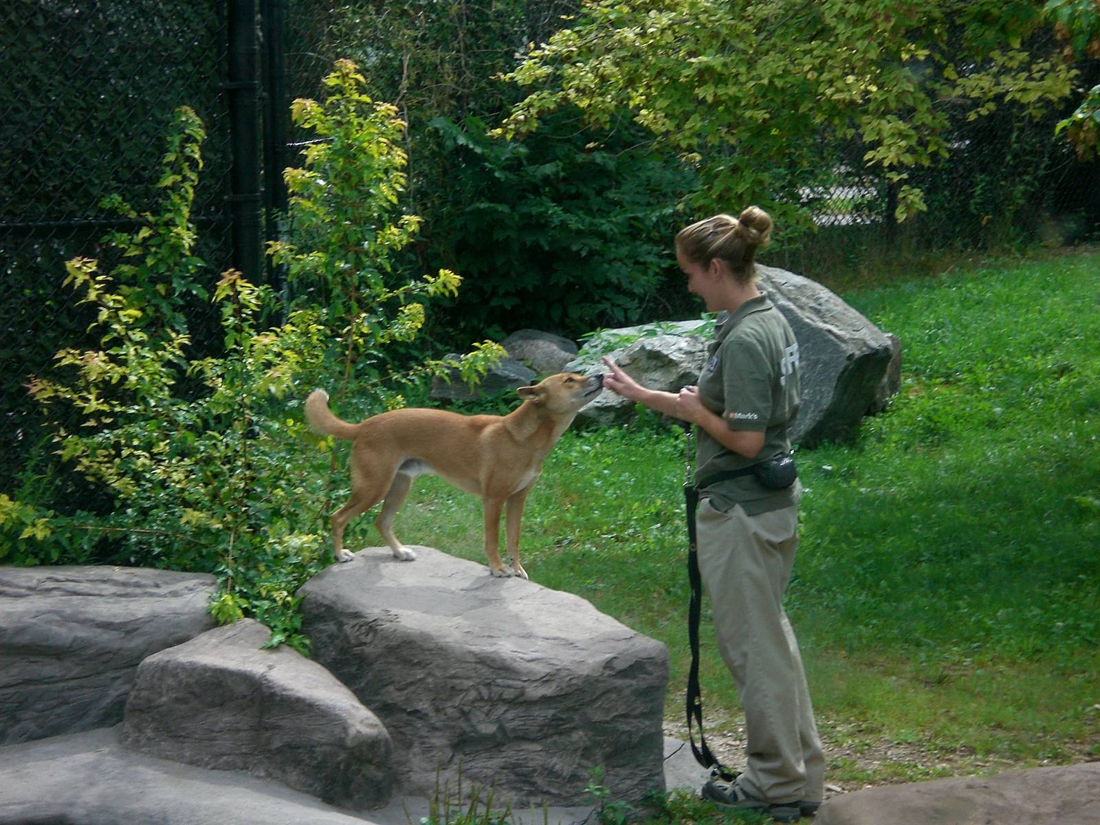 New Guinea Singing Dog and Keeper