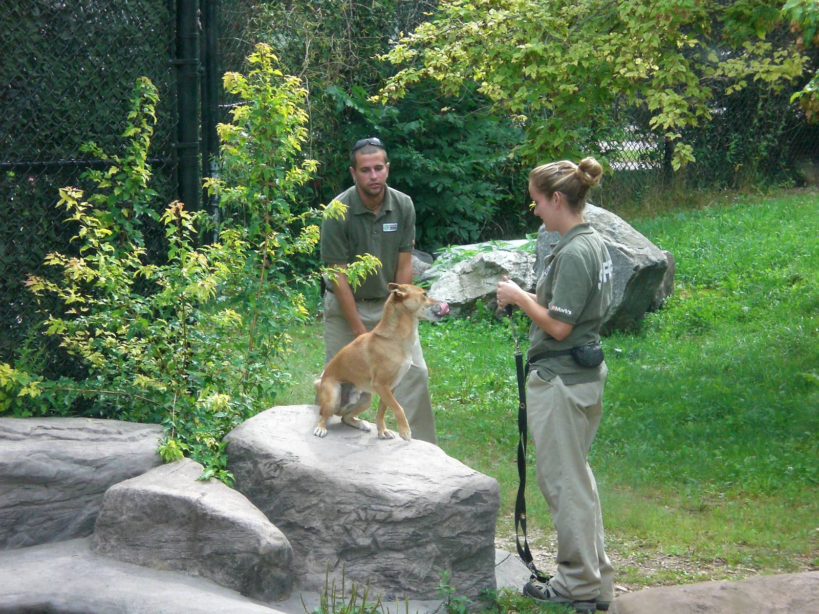 New Guinea Singing Dog and Keeper