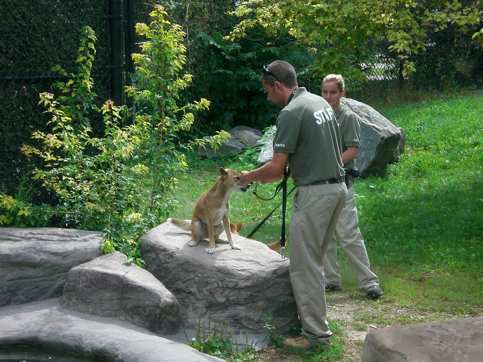 New Guinea Singing Dog and Keeper