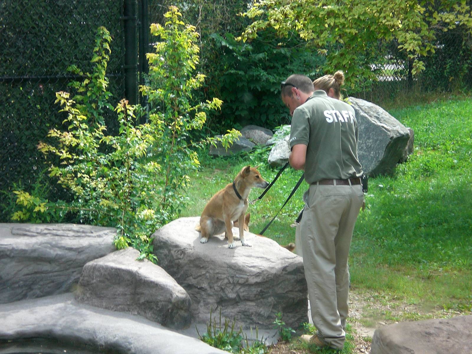 New Guinea Singing Dog and Keeper