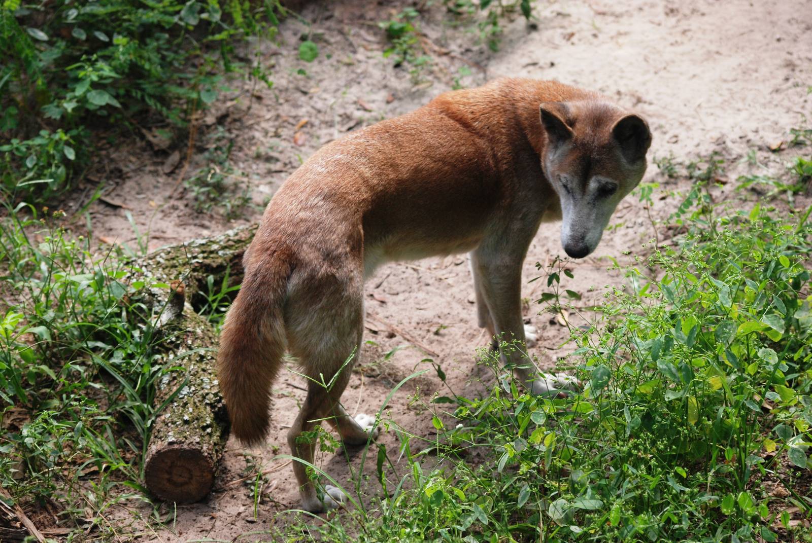 New Guinea Singing Dog at Lowry Park, 13/10/13