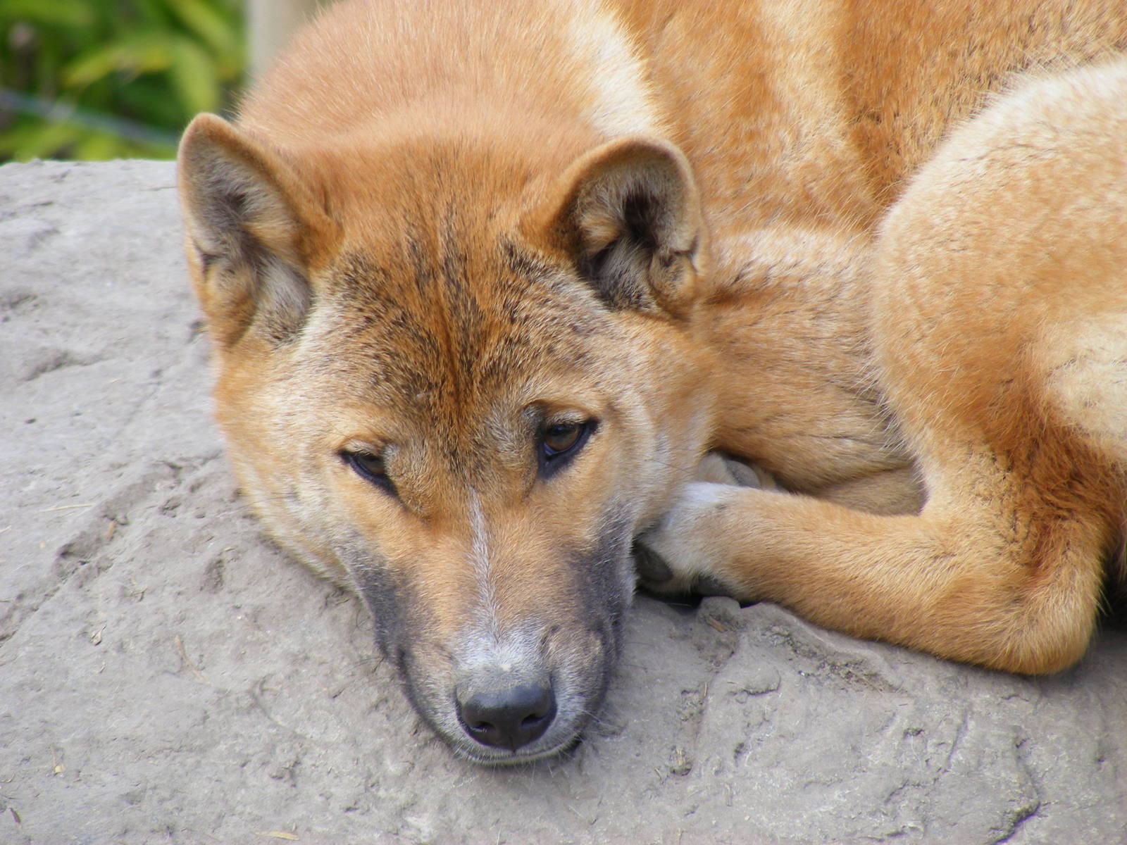 New Guinea singing dog at RSCC, 2 April 2010