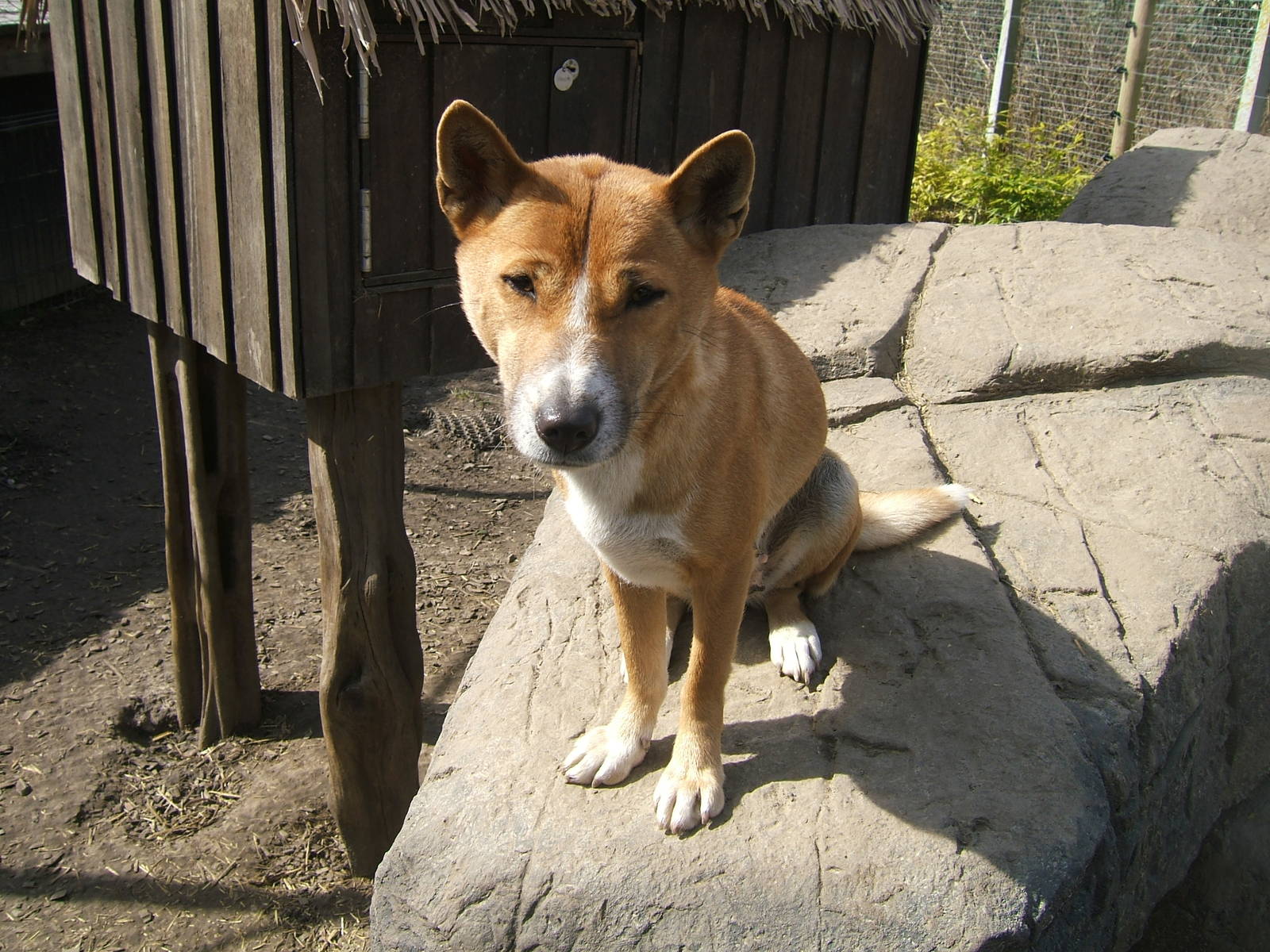 New Guinea singing dog at RSCC, 2 April 2010
