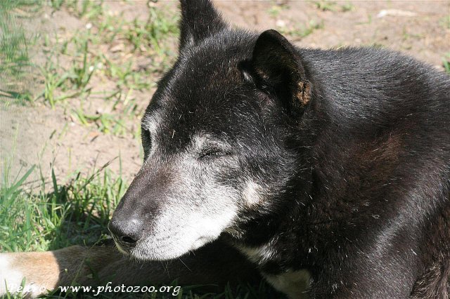 New-Guinea Singing dog (Canis hallstromi)