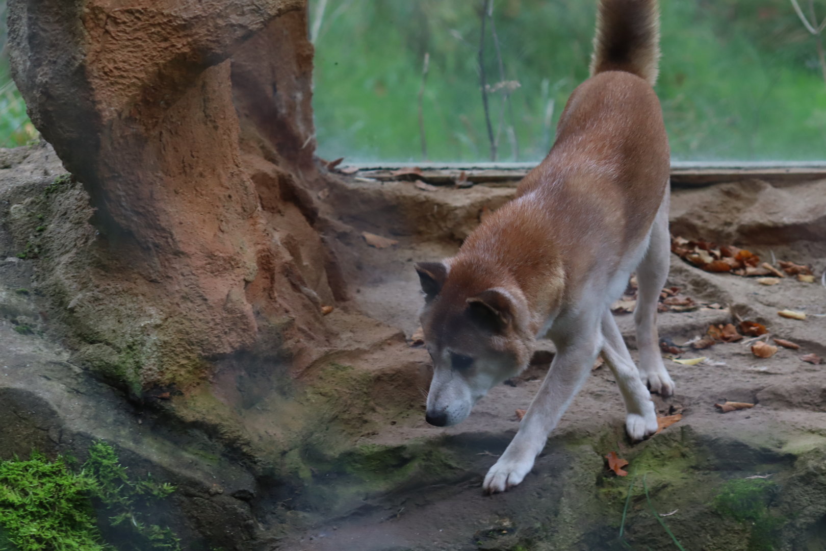New Guinea Singing Dog (Canis lupus hallstromi)