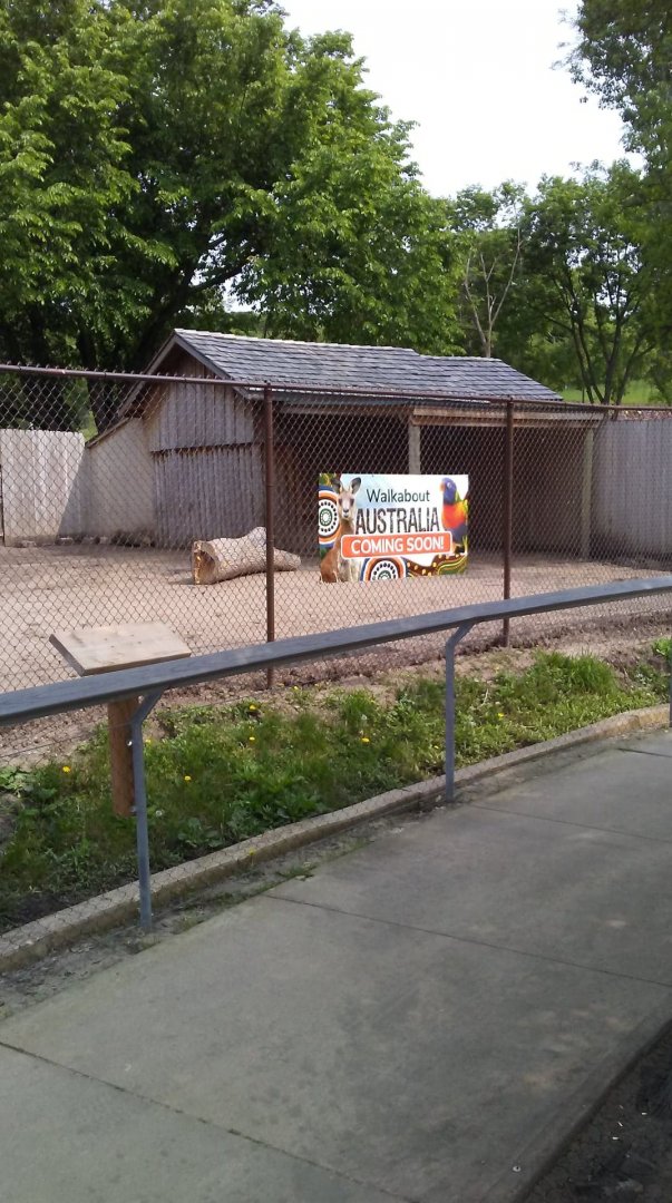 New Guinea Singing Dog exhibit (Walkabout Australia)