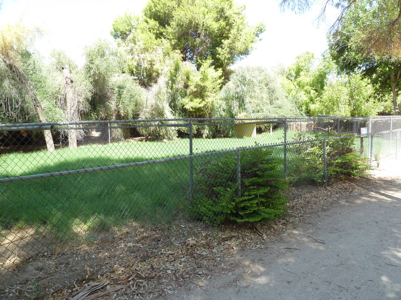 New Guinea Singing Dog Exhibit