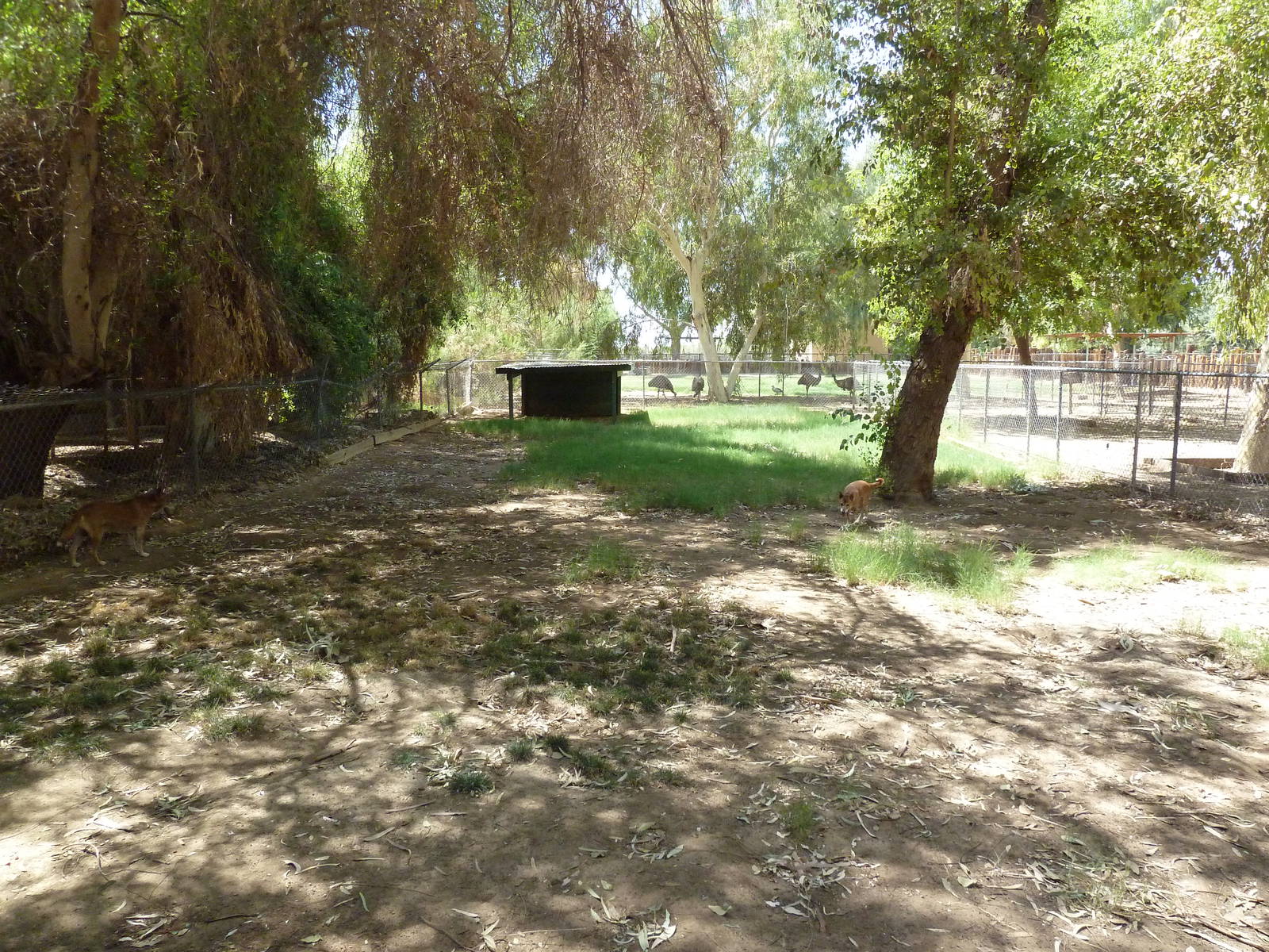 New Guinea Singing Dog Exhibit