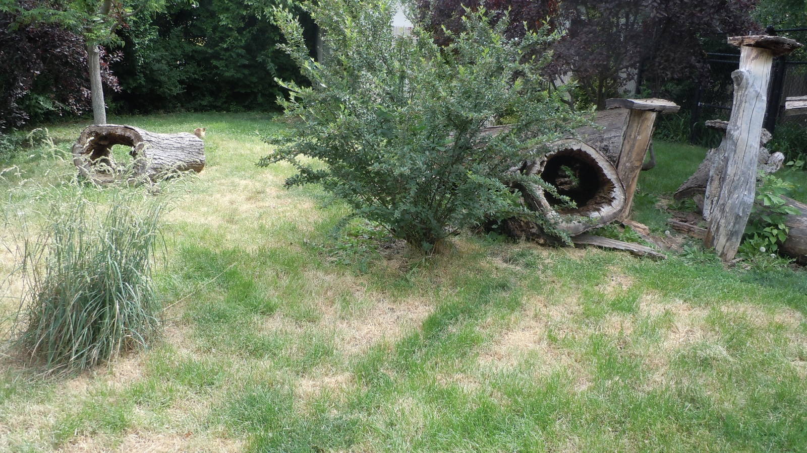 New Guinea Singing Dog Exhibit