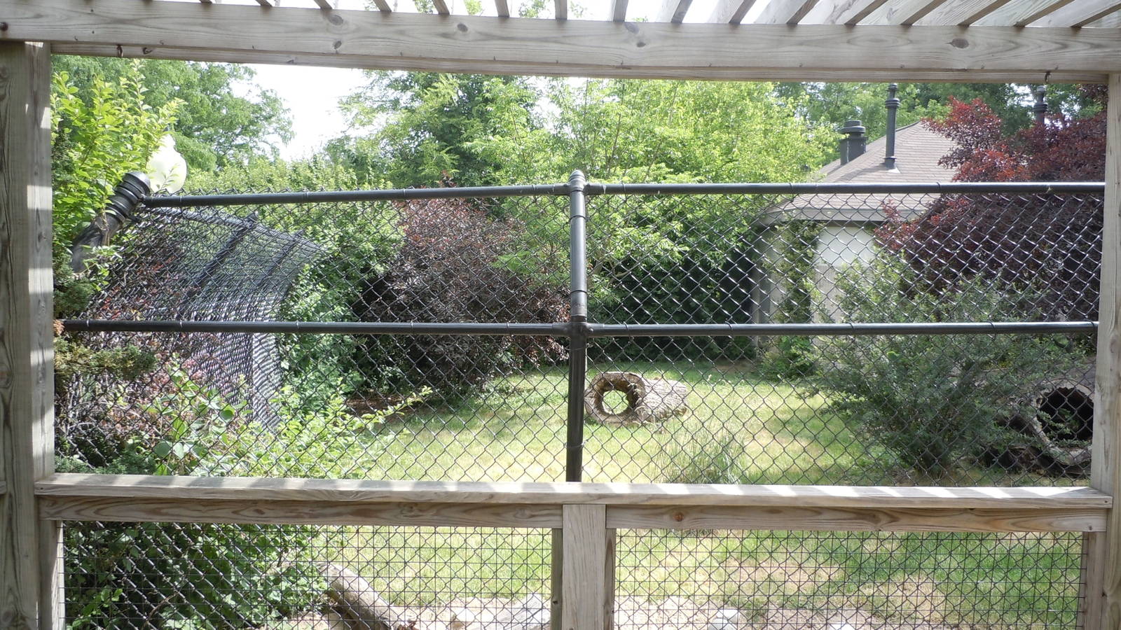 New Guinea Singing Dog Exhibit