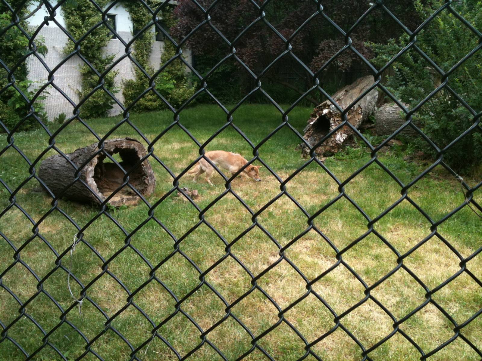 new guinea singing dog exhibit.