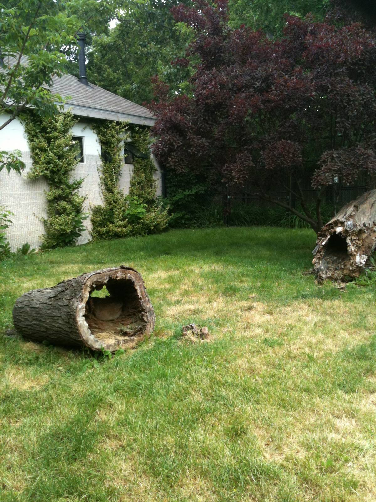 new guinea singing dog exhibit.